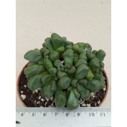 ALOINOPSIS SCHOONEESII (THE...