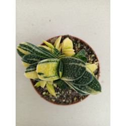 GASTERIA GRACILIS...