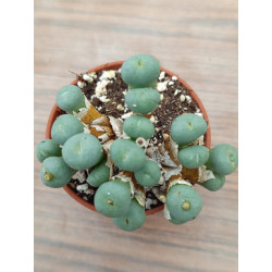 CONOPHYTUM MINUTUM(THE...