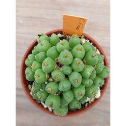 CONOPHYTUM HIANS (THE PLANT...