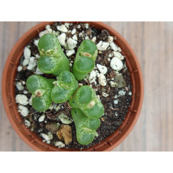 CONOPHYTUM LIMPIDUM (THE...