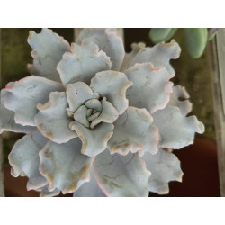 ECHEVERIA CRISPATE BEAUTY...