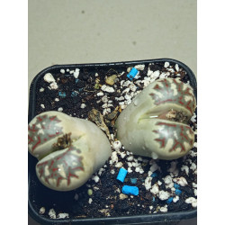 LITHOPS DOROTHEAE ZORRO...