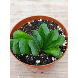 HAWORTHIA TRUNCATA HYBRID...