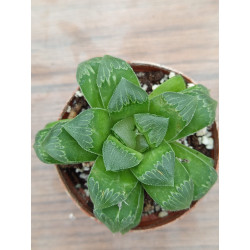 HAWORTHIA SHIBA TOSHI(THE...