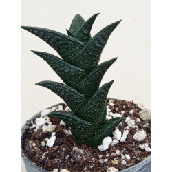 HAWORTHIA NIGRA