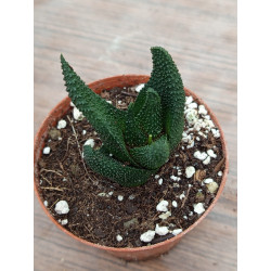 HAWORTHIA SCRABA...