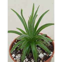 CRASSULA HIRTA