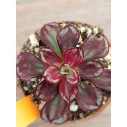 ECHEVERIA NODULOSA MARUBA...