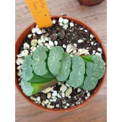 HAWORTHIA DAHIO POT 8 CM....