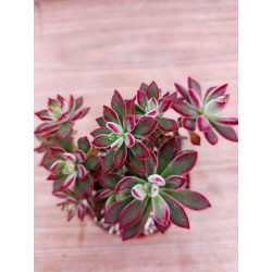 ECHEVERIA PULVINATA...
