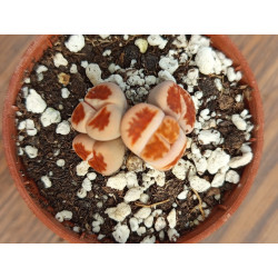 LITHOPS K. TOP RED 4 HEADS...