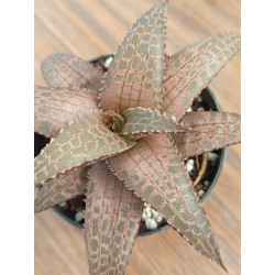 HAWORTHIA TESSELLATA T-KE...