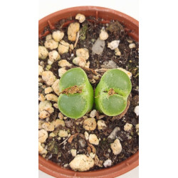 C026 L, lesliei subsp,...