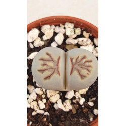 ADROMISCHUS TRIGYNUS CALICO...