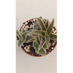 SEMPERVIVUM PRIINTEMPS