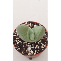 C003 L, aucampiae subsp,...