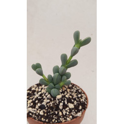 C390 L, fulviceps var,...