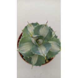 C018 L, lesliei subsp,...