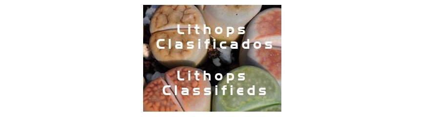 Lithops | Comprar